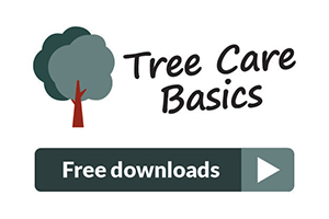 Tree Care Basics